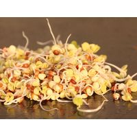 Living Seeds Daikon Radish Sprouting & Microgreen Seeds 